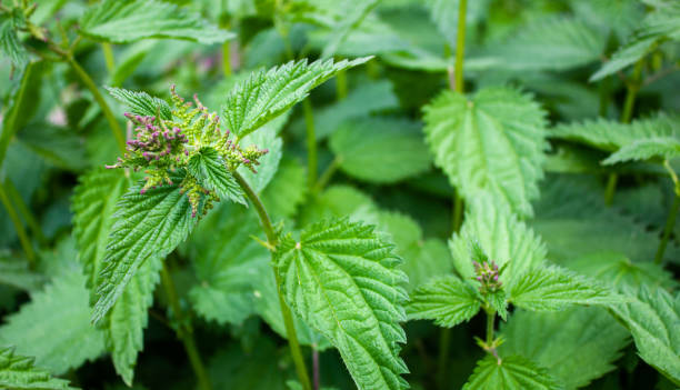 istock Natural nettle leaves. Nettle bushes. Nettle wild plant. 1494628419