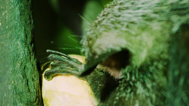 An Aye aye (Daubentonia madagascariensis) eating in Madagascar rainforest