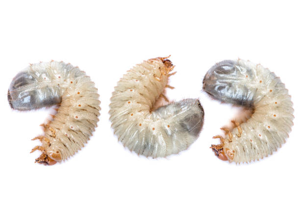 bild von drei madenwürmern käfer isoliert auf weißem hintergrund. mögen käferlarven aus nächster nähe. proteinquelle. entomologie. lebensmittel der zukunft - made man object stock-fotos und bilder