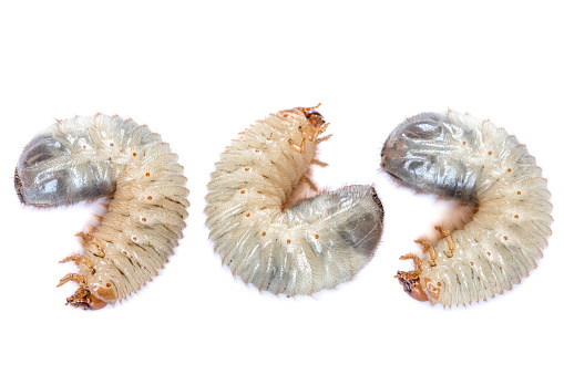 Image of three grub worms beetle isolated on white background. May beetle larvae close up. Source of protein. Entomology. Food of future