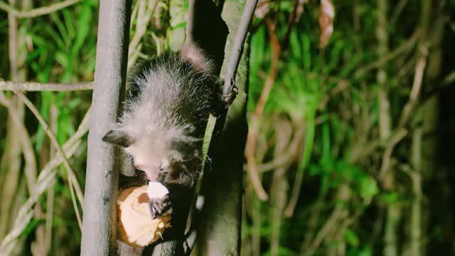 An Aye aye (Daubentonia madagascariensis) eating in Madagascar rainforest