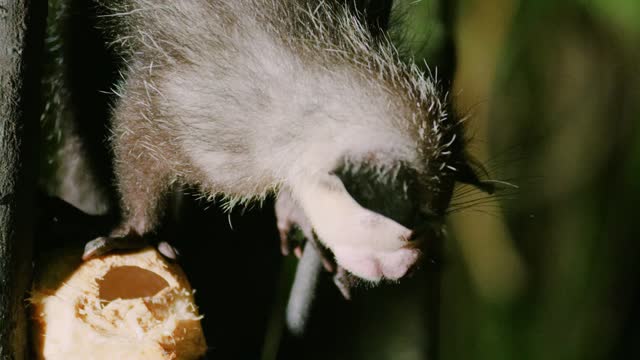 Close up of An Aye aye (Daubentonia madagascariensis) eating in Madagascar rainforest