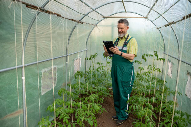 istock Mature man with a beard and tablet in a greenhouse. 1494632907