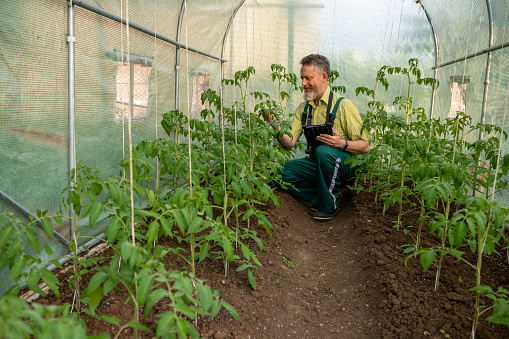 A mature man crouching in a bed sown with tomatoes in a greenhouse. He looks at the tomato leaves.