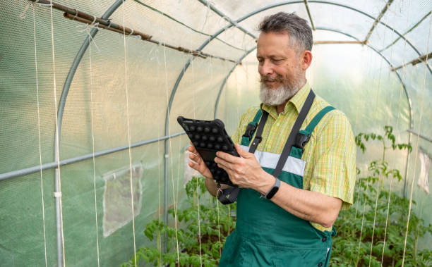 istock Mature man with a beard and tablet in a greenhouse. 1494632932