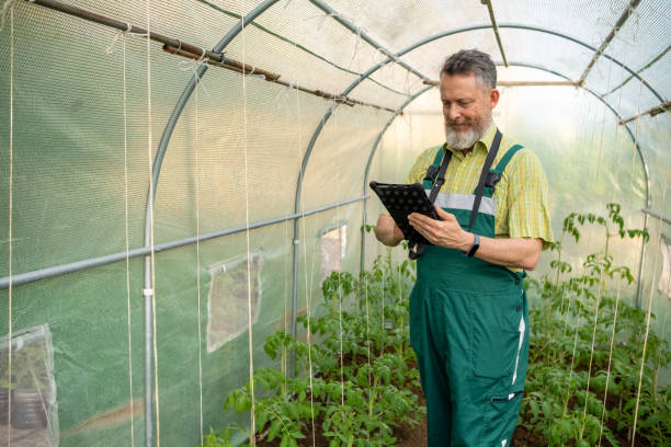 istock Mature man with a beard and tablet in a greenhouse. 1494632941