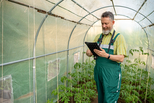 A mature man stands in a bed sown with tomatoes in a greenhouse. He is looking at his tablet.