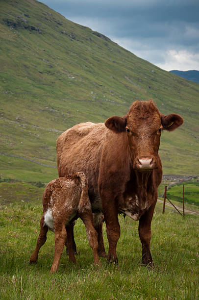 Calf and cow stock photo