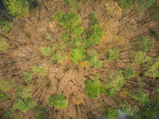 istock A Top View of the Tree Tops in a Sparse Forest 1494633773