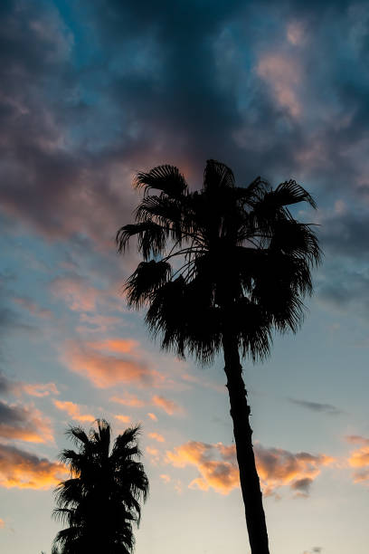 istock Black silhouette of a palm tree against a cloudy sky during sunset. 1494633996