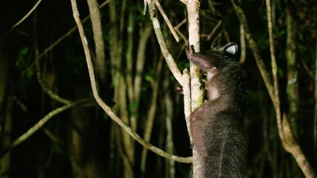 Portrait of An Aye aye (Daubentonia madagascariensis) eating in Madagascar rainforest