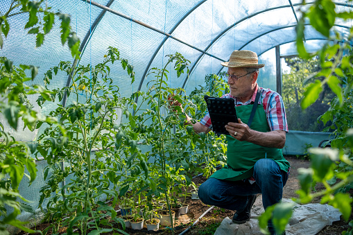 An elderly man squatting in a tomato bed in a greenhouse works on a tablet.