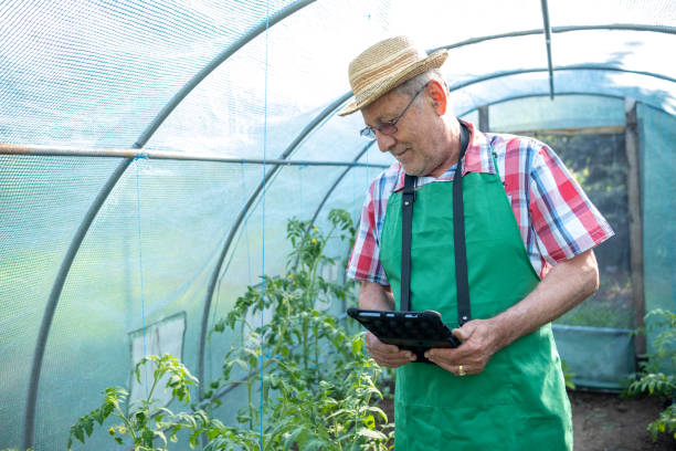 istock An elderly man with a tablet in a greenhouse. 1494634394