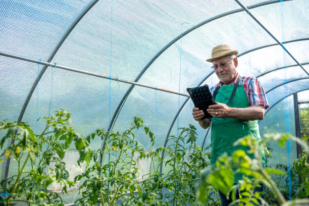 istock An elderly man with a tablet in a greenhouse. 1494634399