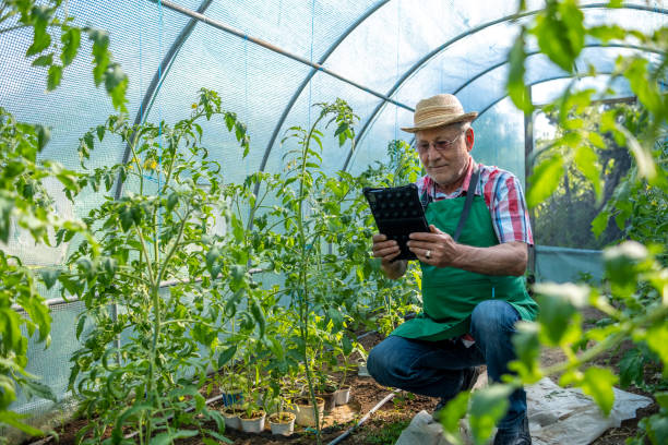 istock An elderly man with a tablet in a greenhouse. 1494634401