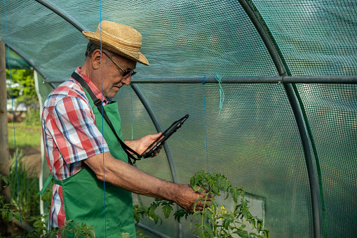 An elderly man in a tomato bed in a greenhouse with a tablet. He checks the plants.