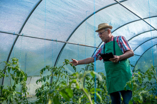 istock An elderly man with a tablet in a greenhouse. 1494634430
