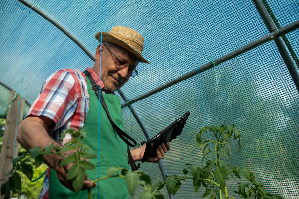 istock An elderly man with a tablet in a greenhouse. 1494634433
