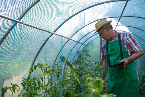 An elderly man in a tomato bed in a greenhouse with a tablet. He checks the plants.