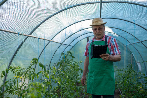 istock An elderly man with a tablet in a greenhouse. 1494634471