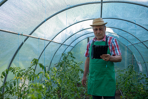 An elderly man in a tomato bed in a greenhouse with a tablet. He looks at the tablet.