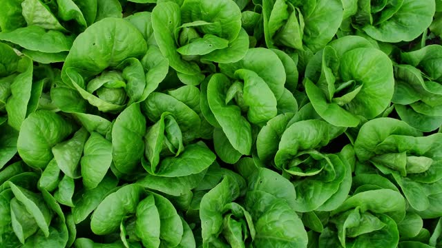 Green organic salad Romaine lettuce close-up rotation background. Greens