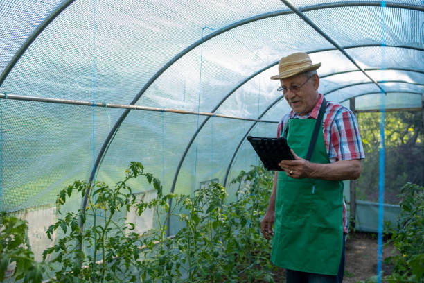 istock An elderly man with a tablet in a greenhouse. 1494634499