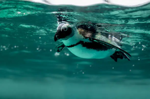 Penguin swimming in water with bubbles. African penguin. Spheniscus demersus. Cape penguin or South African penguin. Copy space.