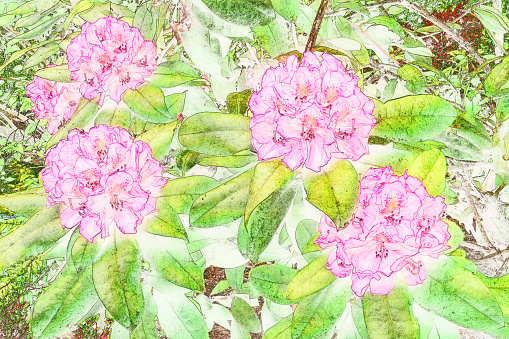 Pink Rohododron blooms