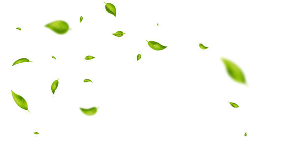 istock Green flying leaves wave. Organic cosmetic background. Natural herbal tea. Vegan, eco, bio design element. Leaf falling. Summer foliage ornament. Beauty product. Healthy food. Vector illustration 1494635479