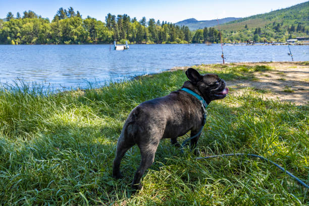 French Bulldog at Lake shot at Lake Cuyamaca in Cuyamaca, San Diego County, California.