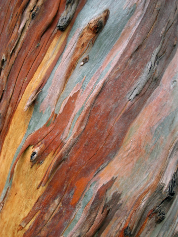 Close-up photography of the bark of a eucalyptus tree in autumn