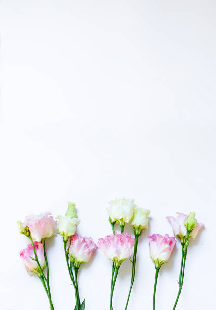 istock Beautiful eustoma flowers on a white background with space for a copy. 1494638495