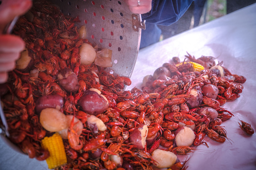 Party goers at a football tailgate dig in as steam rises from the table after dumping a pot of crawfish, corn, and potatoes on a cold fall day