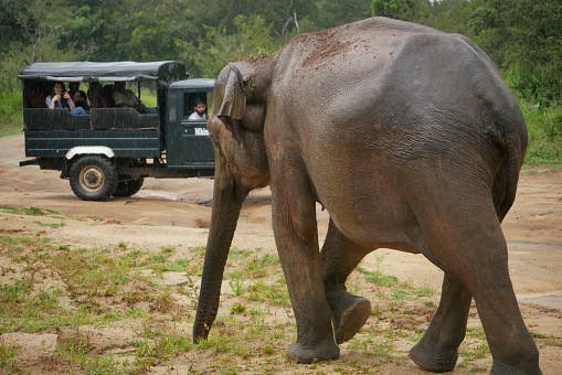 Habarana, Sri Lanka – 04.08.2022: Asian elephant walks in front of a safari jeep in a park during Sri Lanka’s economic crisis