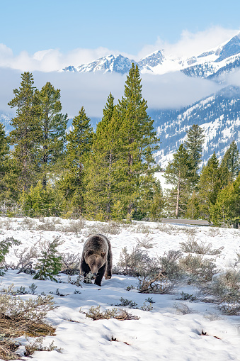 Grizzly bear exploring in the Yellowstone Ecosystem in western USA and North America. The nearest cities are Jackson, Wyoming, Salt Lake City, Utah, Denver, Colorado, Bozeman and Billings, Montana.