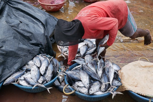 Negombo, Sri Lanka – 06.17.2022: A fisherman packs fish at a market during Sri Lanka’s economic crisis