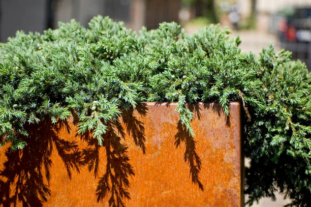 Green plants in corten flower pot close up.