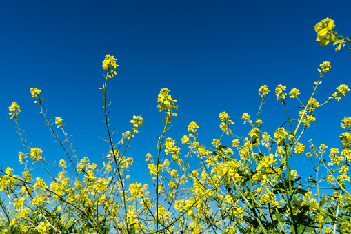 yellow flowers of mustard plant and blue sky background photo. Taken from a lower angle in daylight with a full-frame camera.