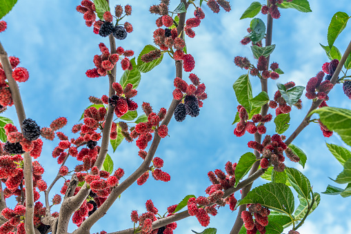 Branch of ripe raspberries in a garden on green background