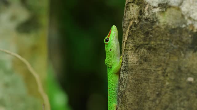 Portrait of a giant Madagascar day gecko (Phelsuma grandis) in Madagascar island