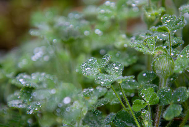 White clover - Trifolium repens - leaves covered with morning dew drops