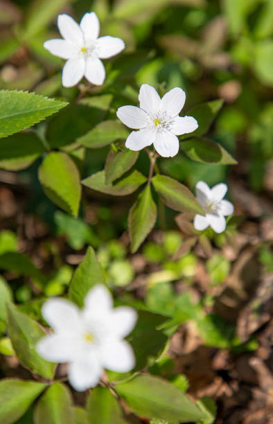 istock Wood anemone - Anemonoides nemorosa - white flower in bloom, springtime 1494643418