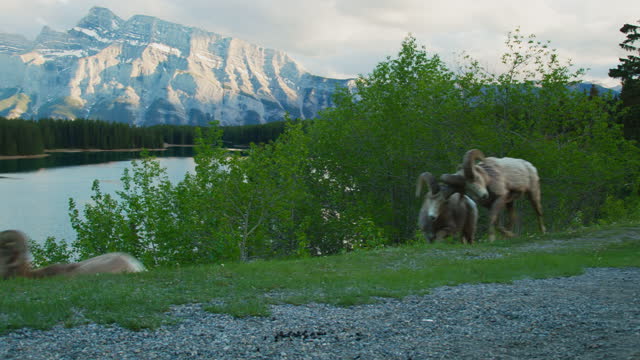 Big Horn Sheep Walking Past Mount Rundle in The Background at Sunset