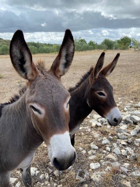 istock A donkey looking into the camera with a second one in the background 1494643527