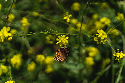 View of orange butterfly on yellow flower with green nature blurred background  with copy space using as background insect, natural, ecology, fresh cover page concept.