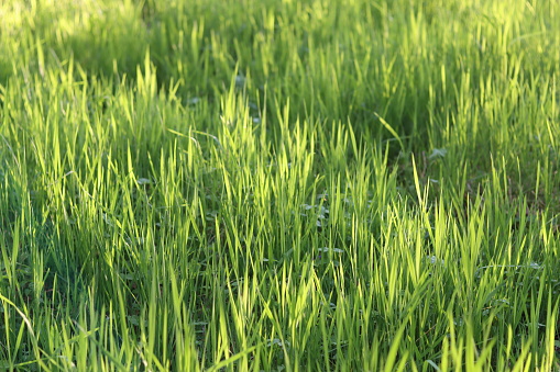 Close up of sunlight shining through fresh grass