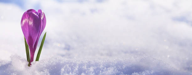 istock Crocus - blooming purple flower making their way from under the snow in early spring, banner 1494644876