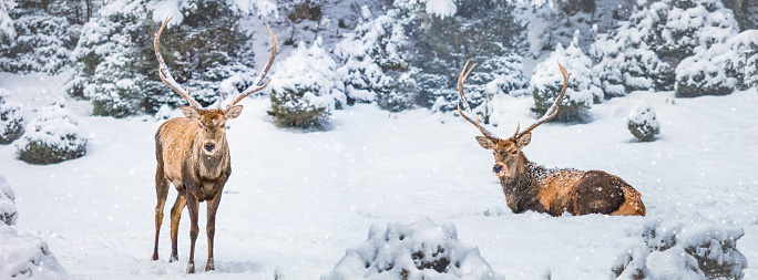Two male red deer (Cervus elaphus) in the winter mountain forest after snowfall, banner, panorama, selective focus
