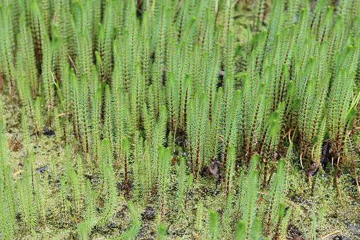 Close up of common mare’s tail growing in a pond